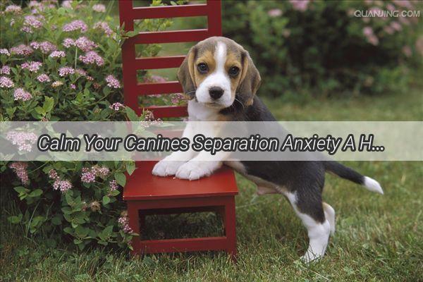 Calm Your Canines Separation Anxiety A Heartwarming Guide for Loyal Owners